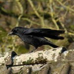 crow_2015_02_futter