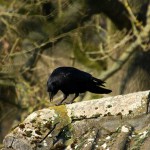 crow_2015_02_futter1