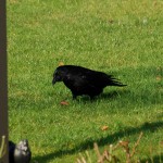 crow_2015_02_rasen