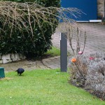 crows_2015_02_feeder