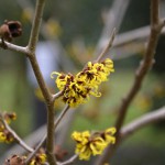 hamamelis_2015_02