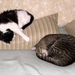 medi_casius_2015_02_sofa1
