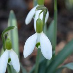 snowdrops_2015_02_14_b