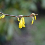 forsythie_2015_03