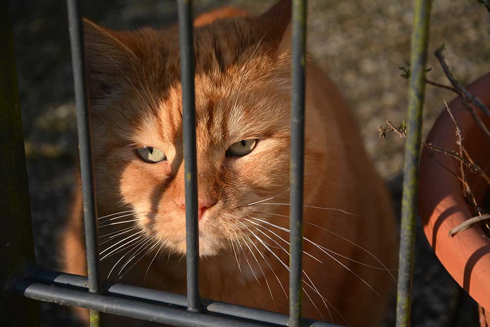 450. Katzenparade – Jubiläumsausgabe