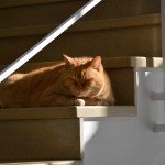 ginger_2015_02_treppe