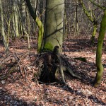 jaspar_2015_02_buche