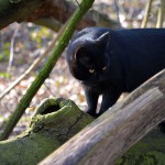 jaspar_2015_02_wald12