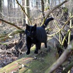 jaspar_2015_02_wald13