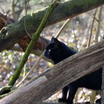 jaspar_2015_02_wald14