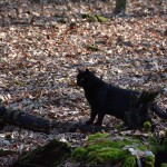 jaspar_2015_02_wald2
