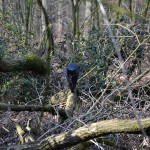 jaspar_2015_02_wald5