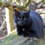jaspar_2015_02_wald7
