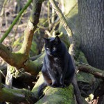 jaspar_2015_02_wald9