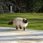 joschi_2015_03-busy