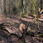 wald_2015_02_a