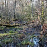 wald_2015_02_bog