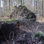 wald_2015_02_buche