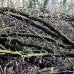 wald_2015_02_eiche