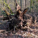 wald_2015_02_pappel