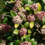 skimmia_2015_04