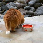 ginger_2015_05_trinken