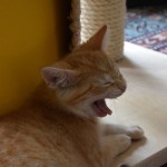 sander_150711_yawn2