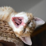 sander_150727_yawn2