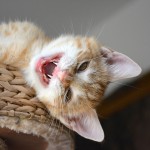 sander_150727_yawn3