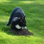 marvi_151001_molehill4