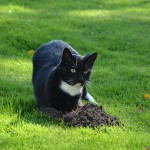 marvi_151001_molehill5