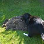 marvi_151003_molehill1