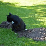 marvi_151003_molehill4