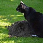 marvi_151003_molehill5