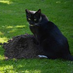 marvi_151003_molehill6