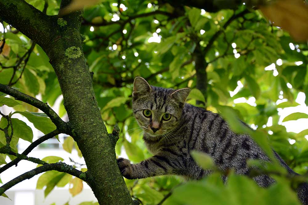 Teil 496 – Die Katzenschule – Lektion 1