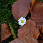 daisy_2015_11_buchenlaub