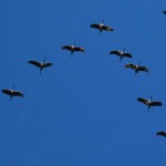 kraniche_151123_a