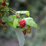 raspberry_2015_10