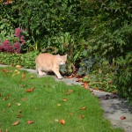 sander_2015_10_katzenpfad