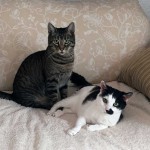 medi_casius_2105_11_a