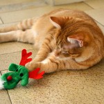sander_2015_12_rudolph5