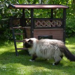 joschi_2015_05_katzenhaus2