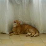 sander_2015_11_schattenspiele2