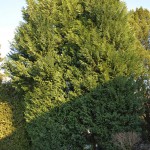 thuja