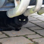 Kater_2016_01