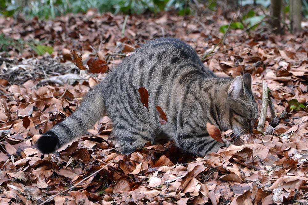Teil 545 – Katzenklo, Katzenklo