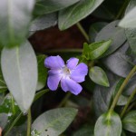 periwinkle_2016_02