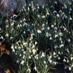 snowdrops_2016_02_06