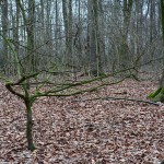 wald_2016_02_lichtsuche